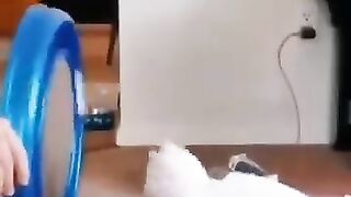 Animals_complimentions_#Funny_animals_#shorts(360p).