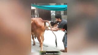 Animals funny