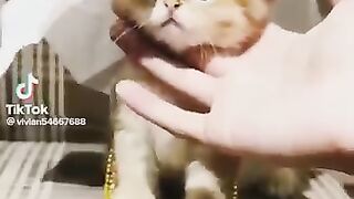 cute_viral_cat_video_#shorts(360p).