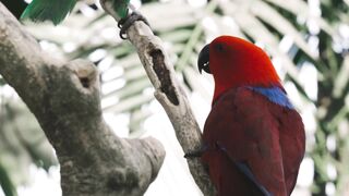 Color og bird