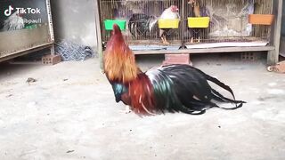 Beautiful_brids_collection ,❤️❤️|animal beauty|most beautiful