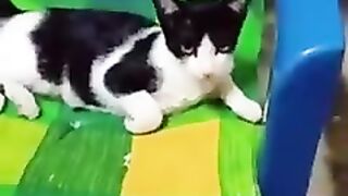 You laugh, You lose ???? Funniest Animals ???? Part 8