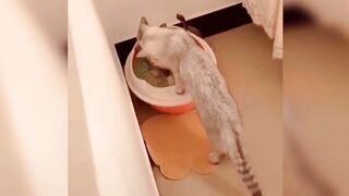 Cute Cats Funny cutes cats Ep2