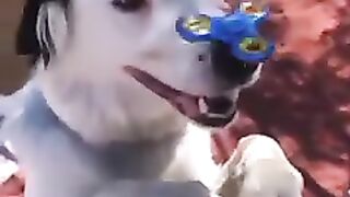 cute_animals_in_the_world_#short_#funny_#animals(240p).