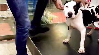 American pitbull