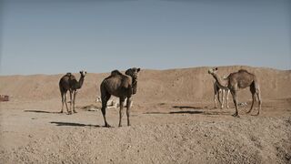 Herd of Camels in the Desert During Daytime