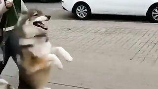 Dog funny