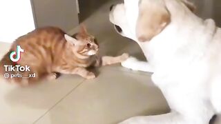 Dog and cat funny
