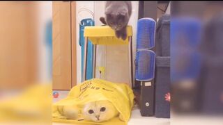 Cute cats and baby funny cats  Ep3