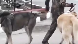 Dogs buldog music  acharuli popuri - gandagana beautiful songs