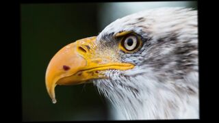 EAGLE Music