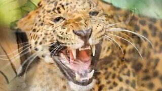 ???? AMAZING FACTS ABOUT ANIMALS EP-4 Wildlife Adventure In हिन्दी #shorts #animals #facts