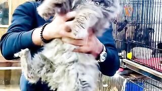 cats lover