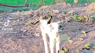 Village life goat baby enjoy and dance