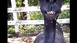 Funny animal