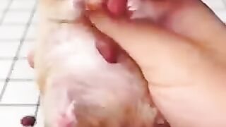 FUNNIEST ANIMALS    COMPILATION