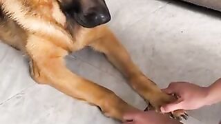 Pet amusement park
