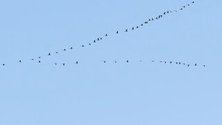 Birds flying as team