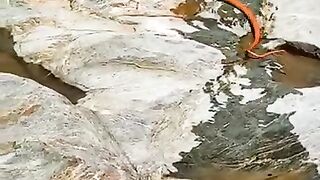 الكوبرا العربية
