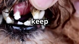 Maintaining Your Dog’s Dental Health: Tips for Clean and Strong Teeth ????????