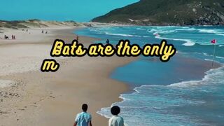 Animal Facts.  Bats  #shorts