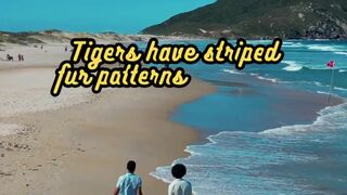 Animal Facts.   Tigers     #shorts