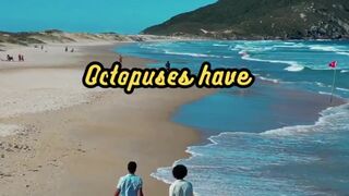 Animal Facts.   Octopuses   #shorts