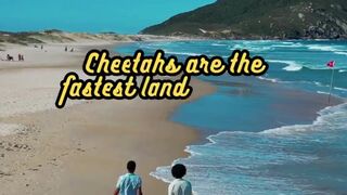 Animal Facts.   Cheetahs   #shorts