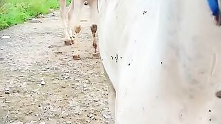Horse video beautiful horse