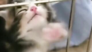 Cutest & Funny Cats