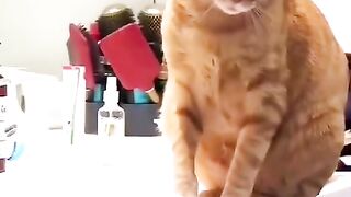 Kucing lucu 72