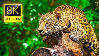 All animal 4k videos Ultimate Wild Animals Collection in 8K ULTRA HD / 8K TV
