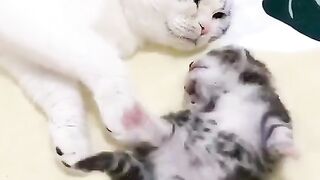 A mother cat hugs her kitten who is having nightmares