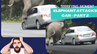 Elephant vs. Car: The Funniest Safari Bumper Brawl!