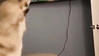 Funniest Dog and Cat Videos You_ll Ever See _funny _funnycatanddog