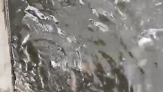 Agar kualitas air kolam terjaga DIKOCOR (klicir) air saja 2-3 hari sekali AMAN