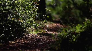 Nature 254