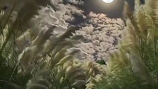 Nature 255