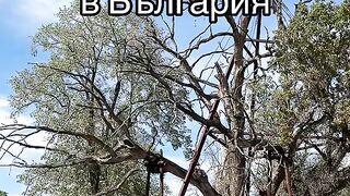 НАЙ- СТАРОТО ДЪРВО В БЪЛГАРИЯ