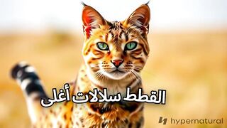 اغلى قطط في العالم. 2