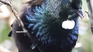 Birds is very beautiful wildlife