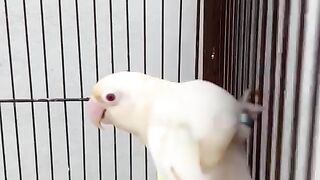 White and yellow 2