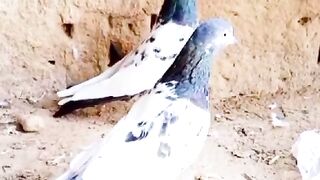 The pair of pigeon