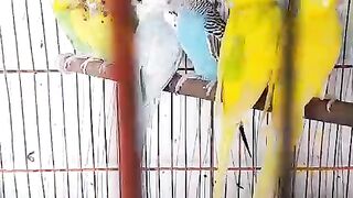 More parrots