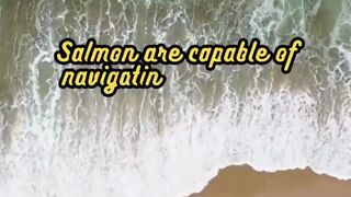 Animal Facts    Salmon    #shorts