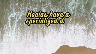 Animal Facts      Koalas       #shorts