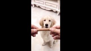 Funniest Pets 2