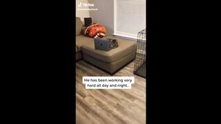 Funniest Pets 3
