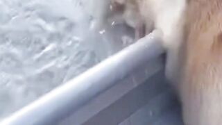 What Could Go Wrong? Fail Compilation