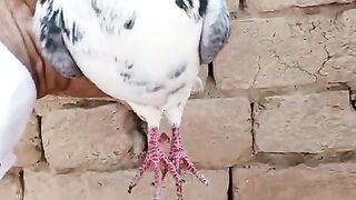 Pigeons Lowflyer
